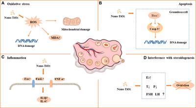 Toxic effects of titanium dioxide nanoparticles on reproduction in mammals